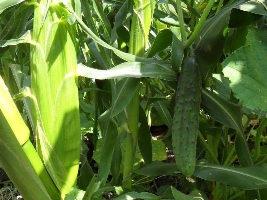 Мини кукуруза растение