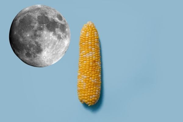 Посадка кукурузы