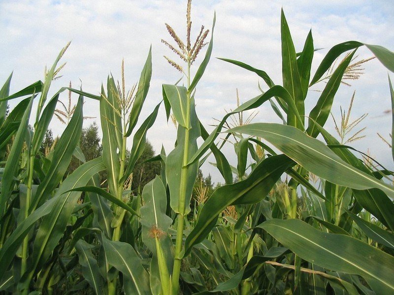Кукуруза на поле сток
