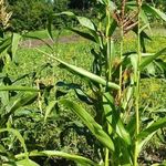 Семена кукурузы Пионер — описание сортов и техника выращивания