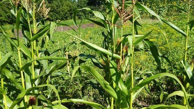 Семена кукурузы Пионер — преимущества и характеристика сортов, правила посадки, уход и сбор урожая