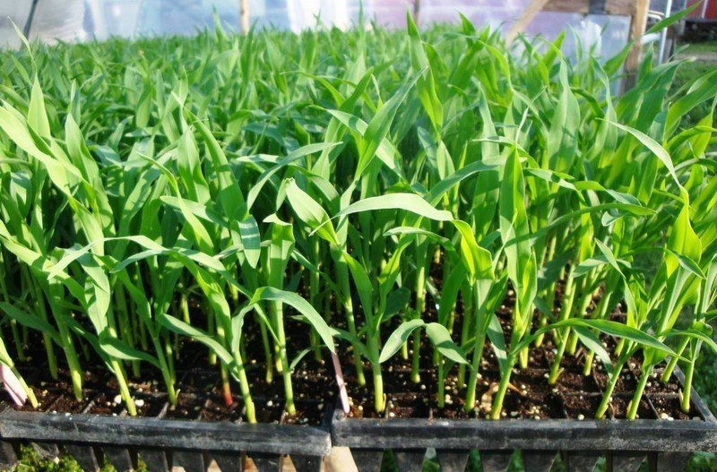 Кукуруза в огороде