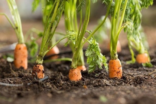 Морковка растет