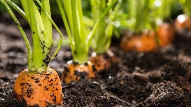 Что можно посадить после моркови на следующий год