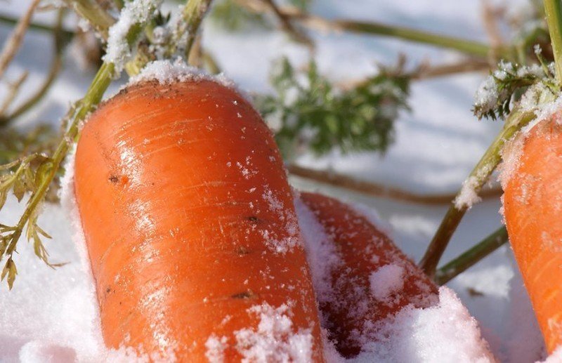 Морковь московская зимняя