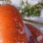 Что сделать с морковью, если она замёрзла