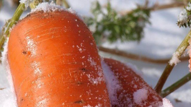 Если морковь замёрзла: в мешке, на грядке или на подоконнике, что можно сделать