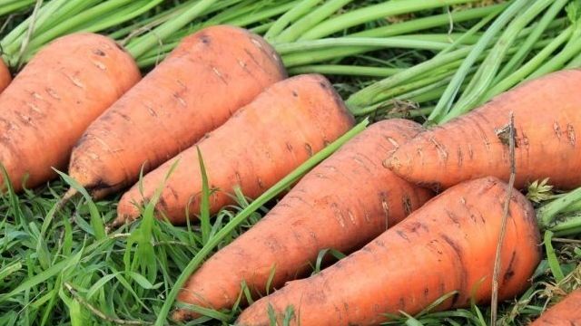 Как часто поливать морковь в открытом грунте после посадки