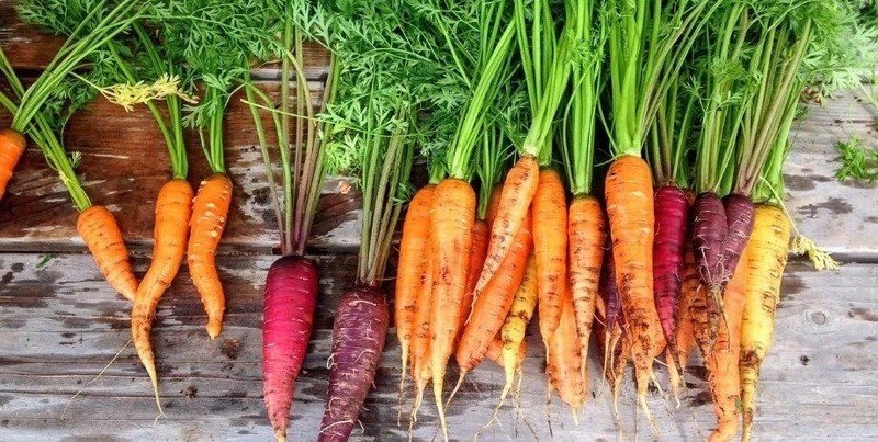 Ботва моркови
