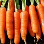 Какие витамины в моркови полезны человеку?
