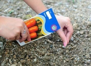 Идеи для посадки моркови