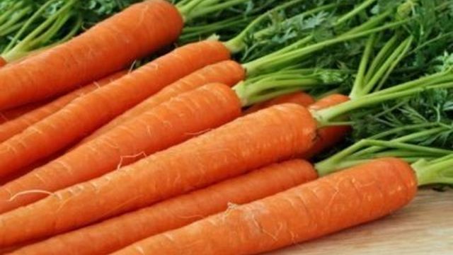 Морковь Нантская 4: характеристика и описание сорта, сроки созревания, отзывы дачников об урожайности, когда убирать, фото красных корнеплодов