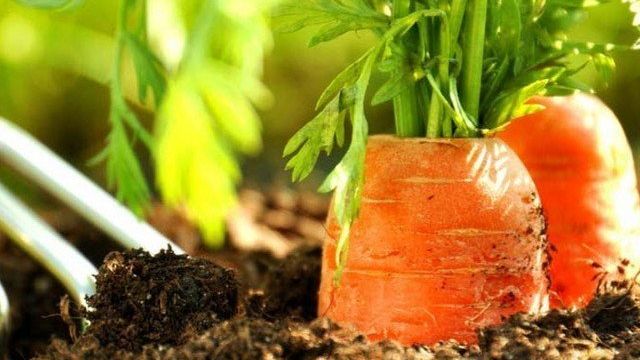 Можно ли посадить морковь в июне или в июле?