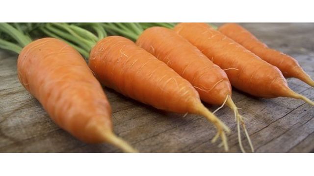 Сорт моркови Лакомка