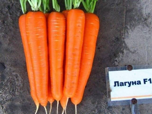 Морковь лагуна