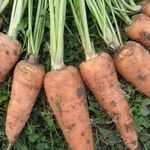 Сорта моркови для Подмосковья для открытого грунта