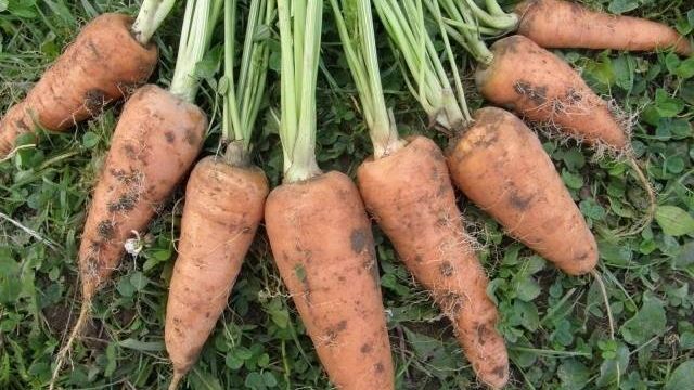 Сорта моркови для Подмосковья для открытого грунта