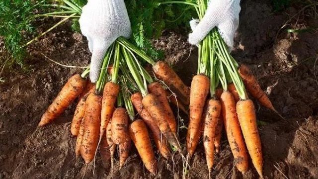 Уборка моркови и свеклы
