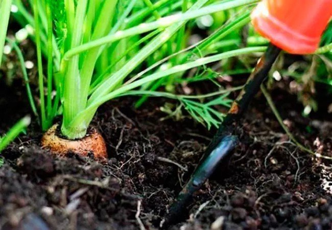 Способы посева моркови без прореживания