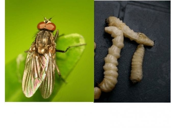 Вредитель ростковая муха