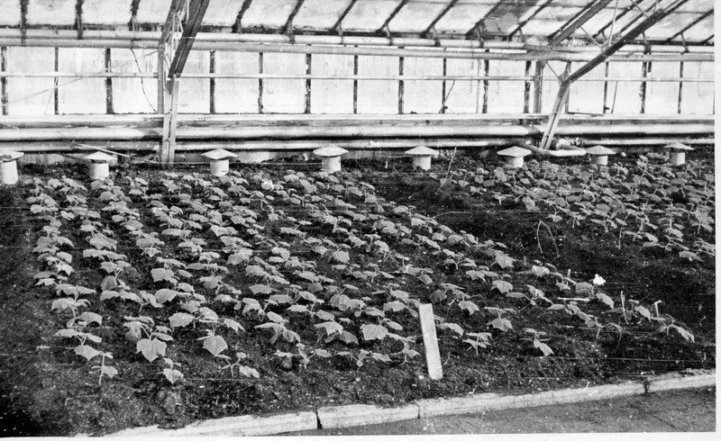 Выращивание овощей на севере в советское время