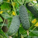 Огурец Меренга f1: описание сорта и особенности выращивания