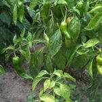 Формирование перца — основные этапы и рекомендации опытных агрономов