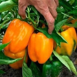 Перец калифорнийское чудо оранж