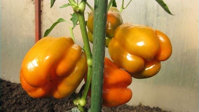 Оранжевое чудо – перец с плодами цвета солнца