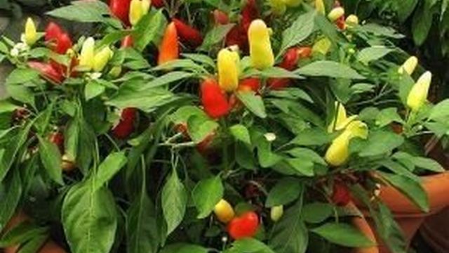 В чем польза и вред красного стручкового перца: состав плодов и противопоказания к употреблению в пищу