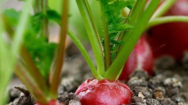 Комнатный редис: выращивание на подоконнике в течение года
