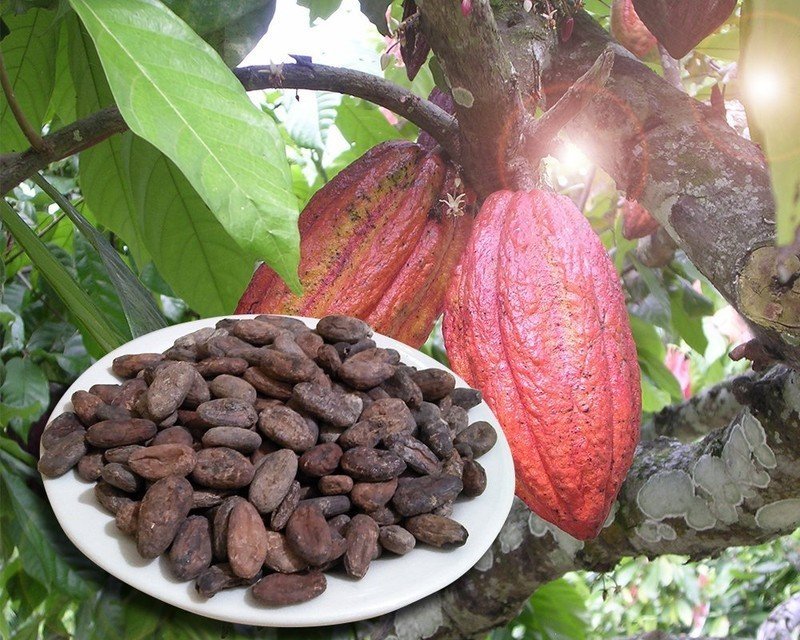 Какао бобы боливия