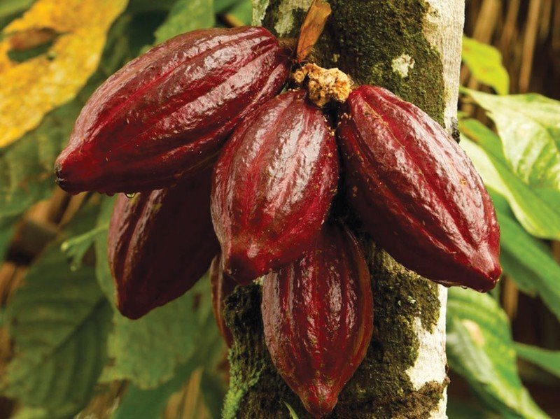 Какао бобы дерево