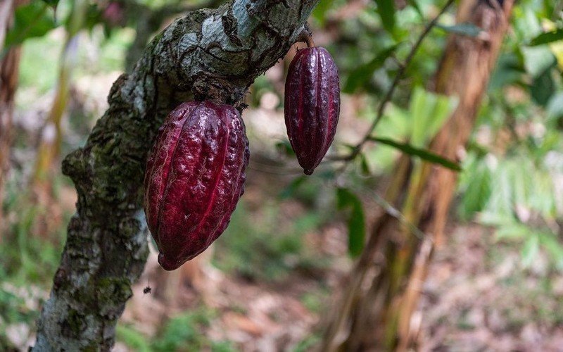 Какао бобы дерево