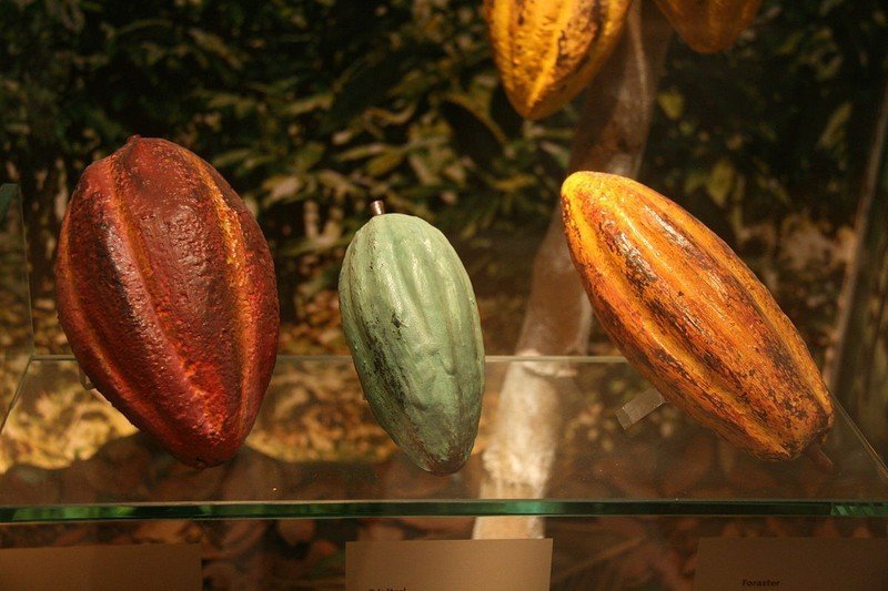 Какао бобы криолло
