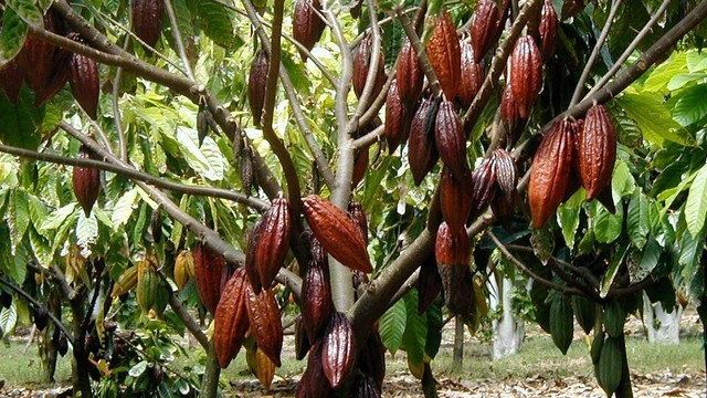 Шоколадное дерево: описание и применение