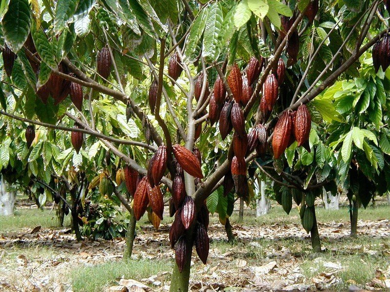 Шоколадное дерево какао