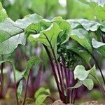 Подготовка семян свеклы к посеву: правила калибровки и проращивания корнеплода
