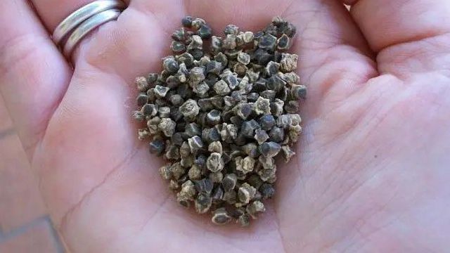 «Семена свеклы: лучшие сорта для открытого грунта на Урале и в Подмосковье»