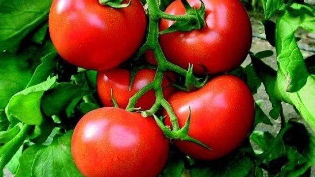 Детерминантный томат «Богата Хата»: описание сорта, урожайность, особенности выращивания и борьбы с вредителями