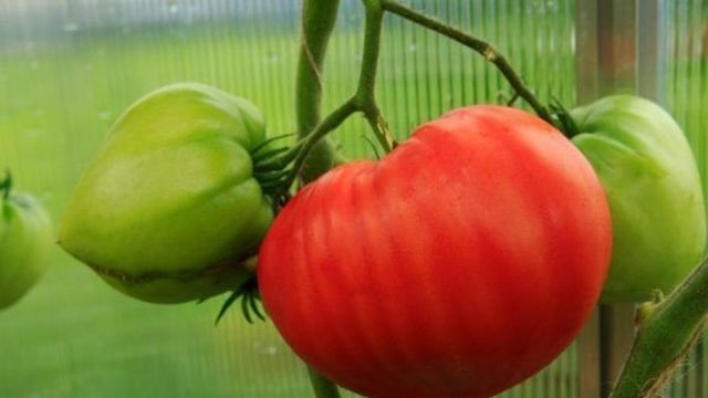 Фото, отзывы, описание, характеристика и урожайность сорта томата «Толстые щечки»