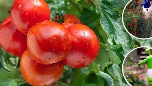 Томат Линда f1: отзывы, фото куста, характеристика и описание сорта, выращивание семян помидора Саката ф1