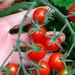 Характеристики отличных гибридных томатов серии «Золотое Малиновое Чудо»