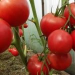 Характеристики выращивания томата любовь f1