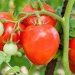 Необычное название сорта томата — «Клубничное дерево», описание гибрида сибирской селекции