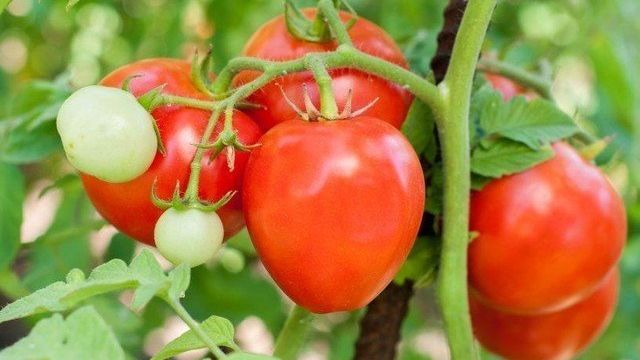 Необычное название сорта томата — «Клубничное дерево», описание гибрида сибирской селекции