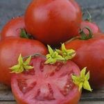 Низкорослый гибрид с обильными урожаями — томат Фифти F1