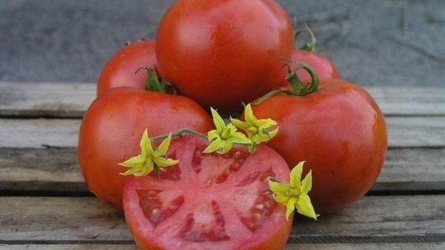 Низкорослый гибрид с обильными урожаями — томат Фифти F1