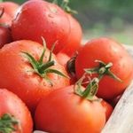 Описание и характеристики минусинских сортов помидоров