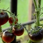 Описание сорта томата Блю Р20, особенности выращивания и ухода